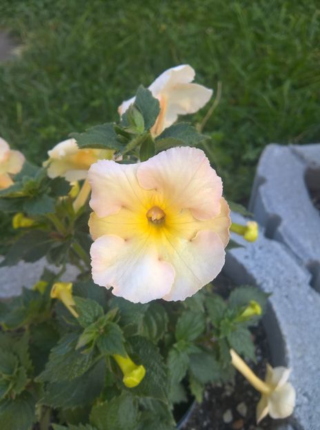 Yellow English Rose - Achi cu 6 sau mai multe petale