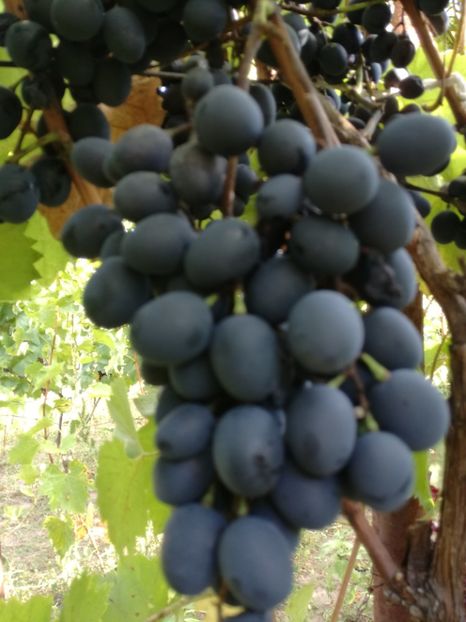 Moldova - O ALTA PASIUNE