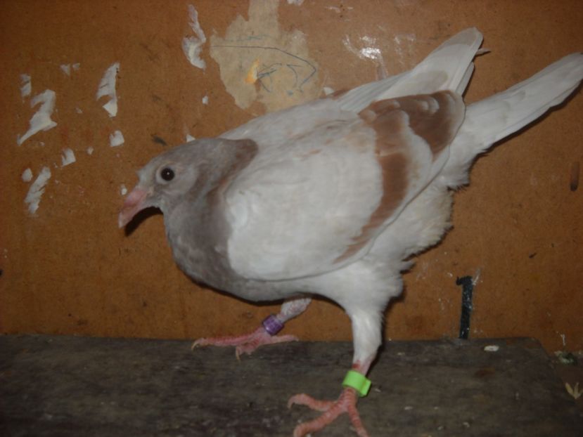  - UNDEVA IN SUCEAVA arhiva