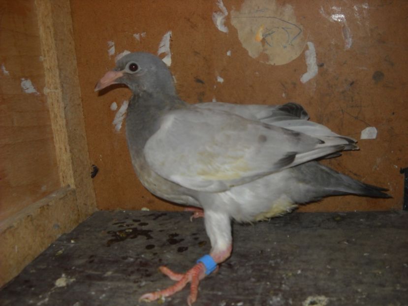  - UNDEVA IN SUCEAVA arhiva