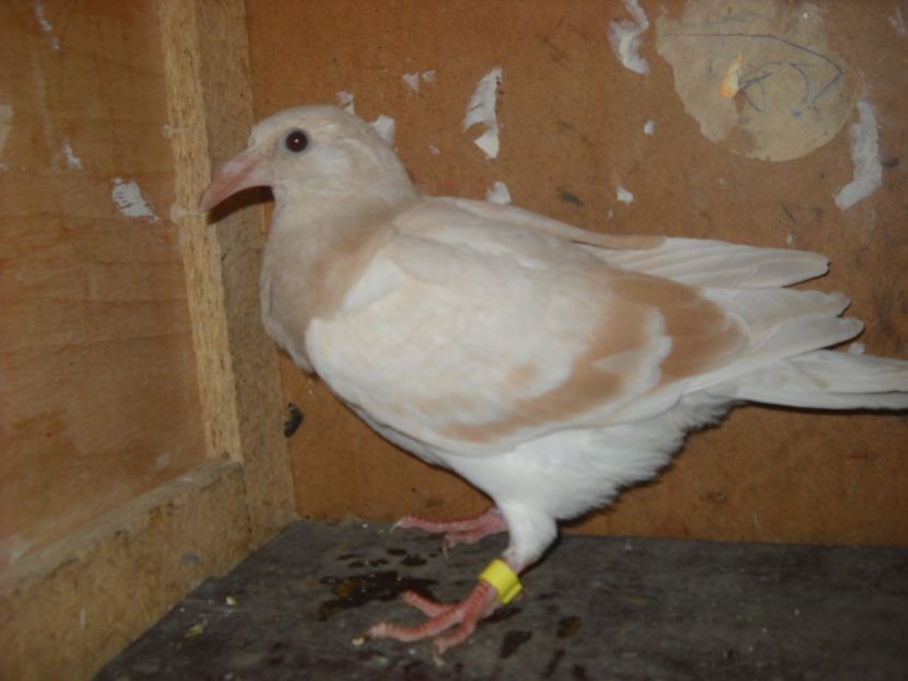  - UNDEVA IN SUCEAVA arhiva