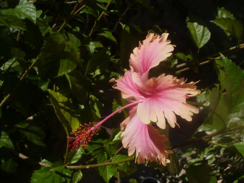 10.09.2020 - HIBISCUSI 2020-4