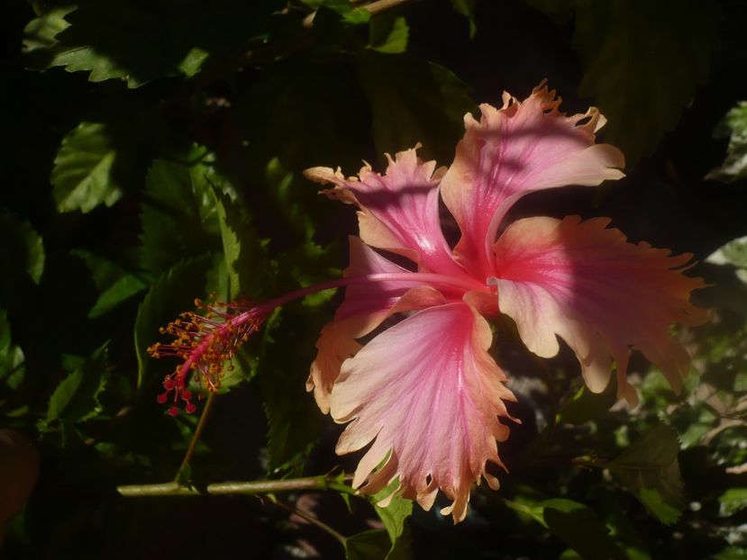 P1460391 - HIBISCUSI 2020-4