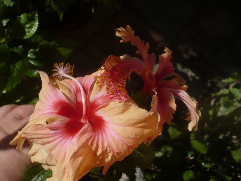 P1460393 - HIBISCUSI 2020-4