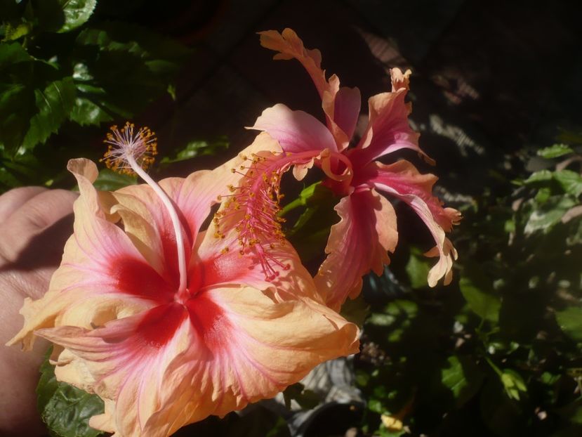 P1460394 - HIBISCUSI 2020-4