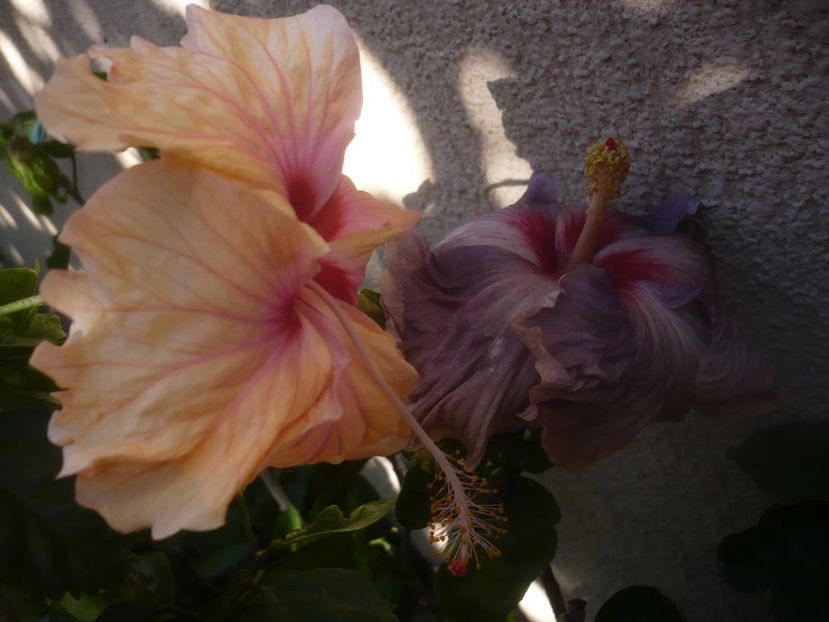 P1460395 - HIBISCUSI 2020-4