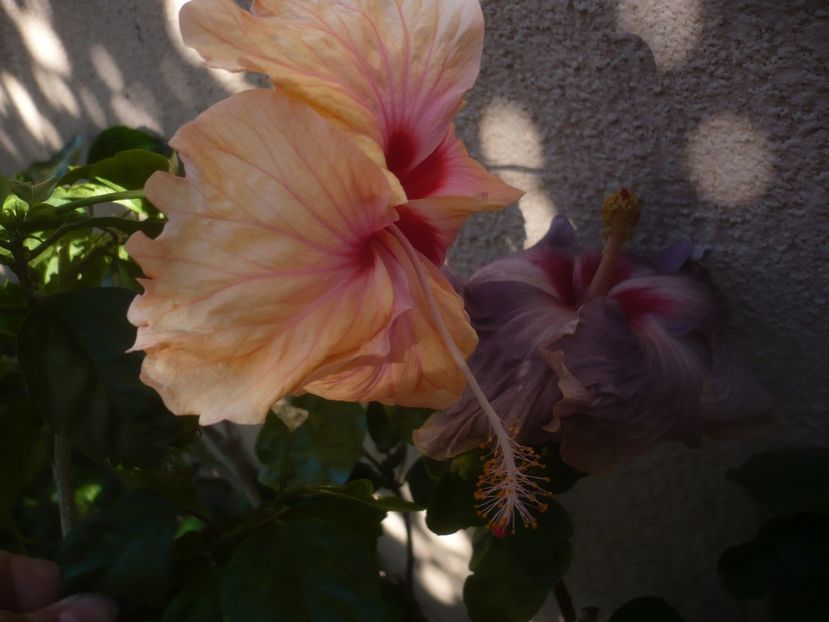 P1460396 - HIBISCUSI 2020-4