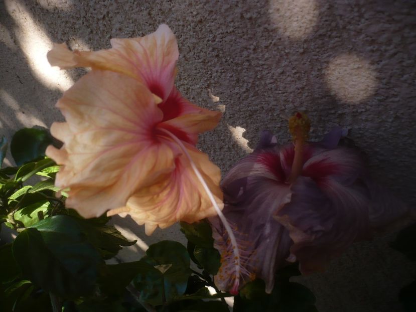 P1460397 - HIBISCUSI 2020-4