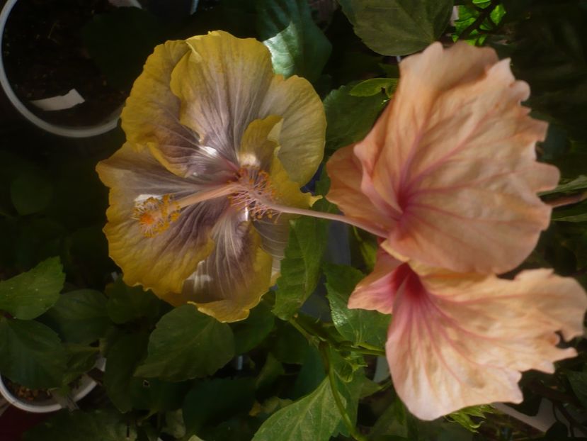 P1460398 - HIBISCUSI 2020-4