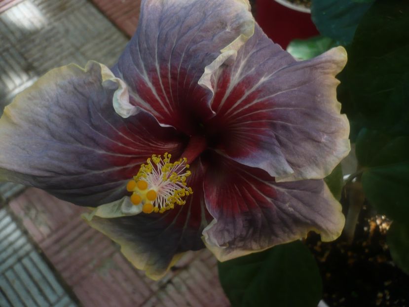 P1460399 - HIBISCUSI 2020-4