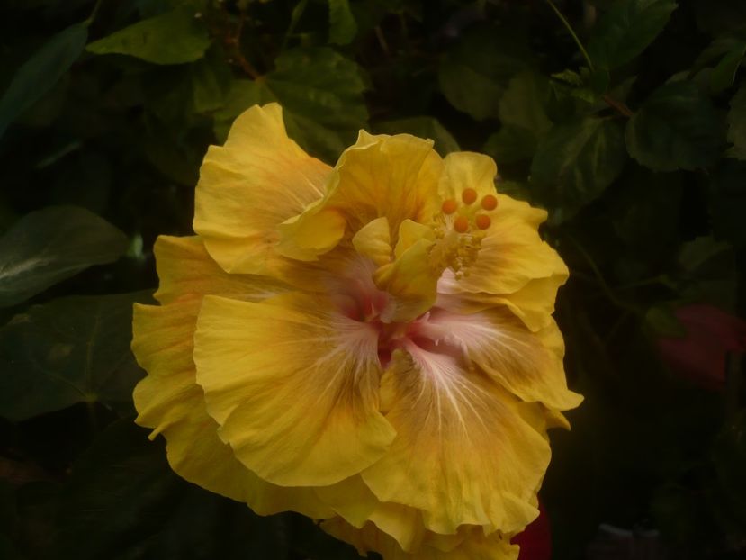 P1460400 - HIBISCUSI 2020-4