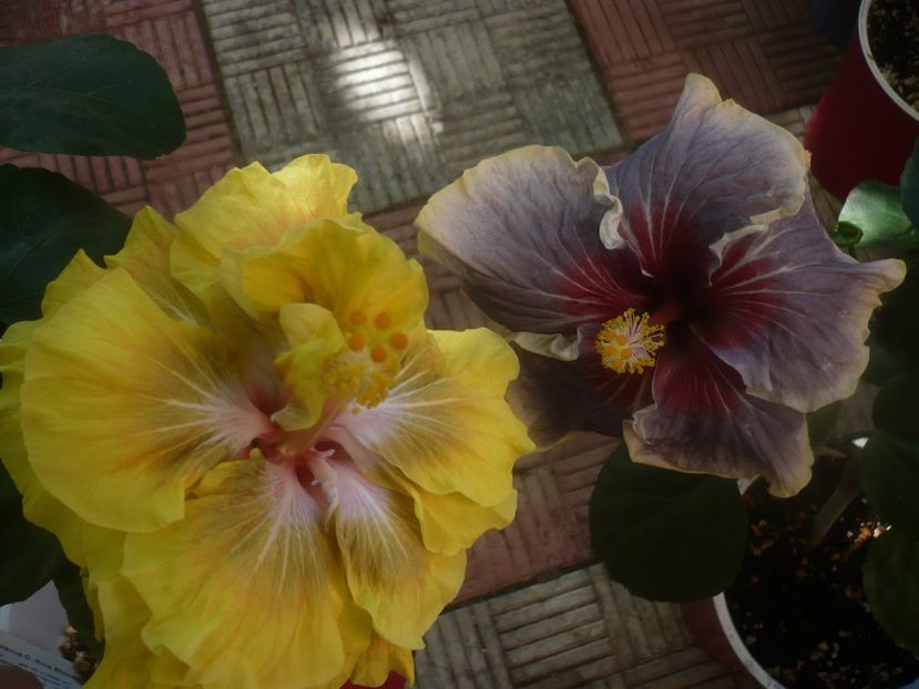 P1460401 - HIBISCUSI 2020-4