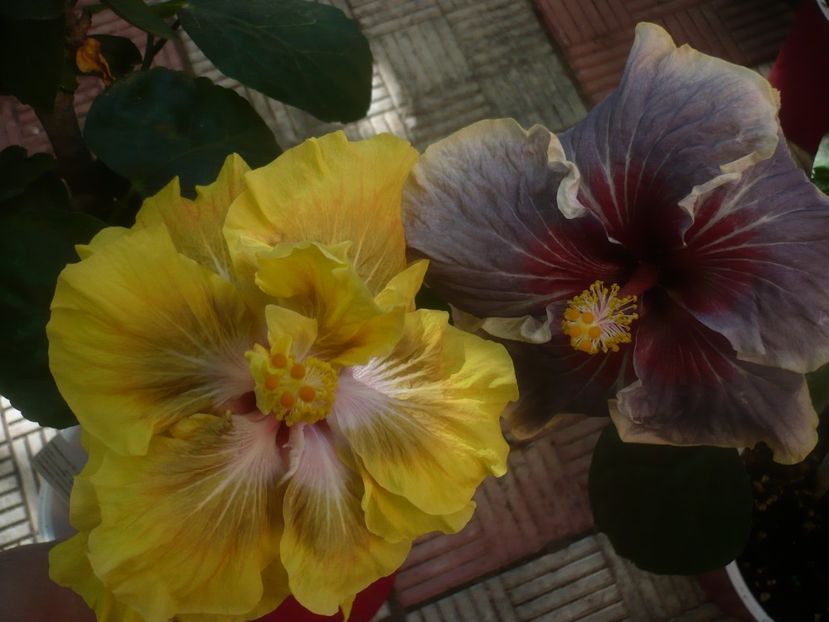 P1460402 - HIBISCUSI 2020-4