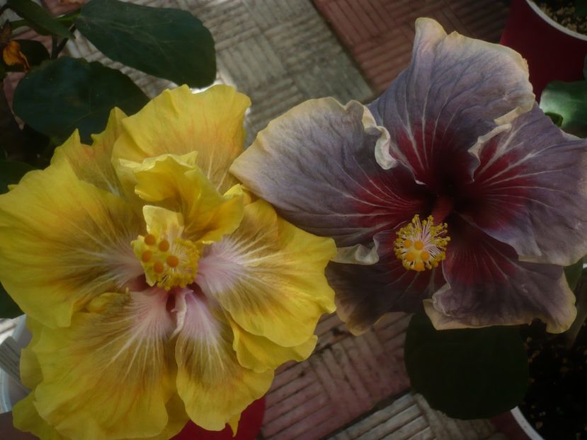 P1460403 - HIBISCUSI 2020-4