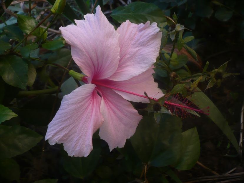 P1460404 - HIBISCUSI 2020-4