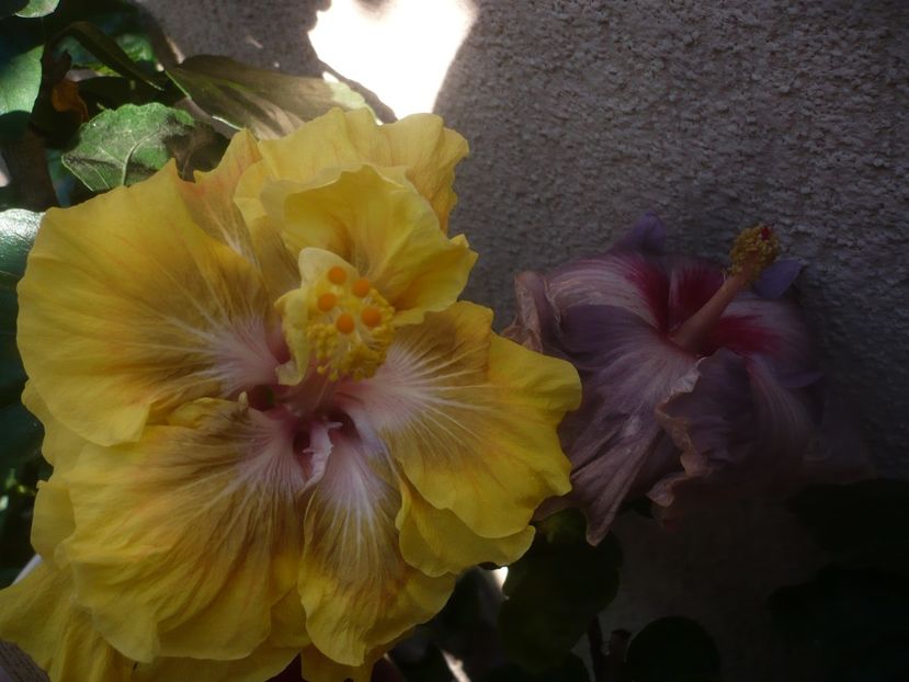 P1460407 - HIBISCUSI 2020-4