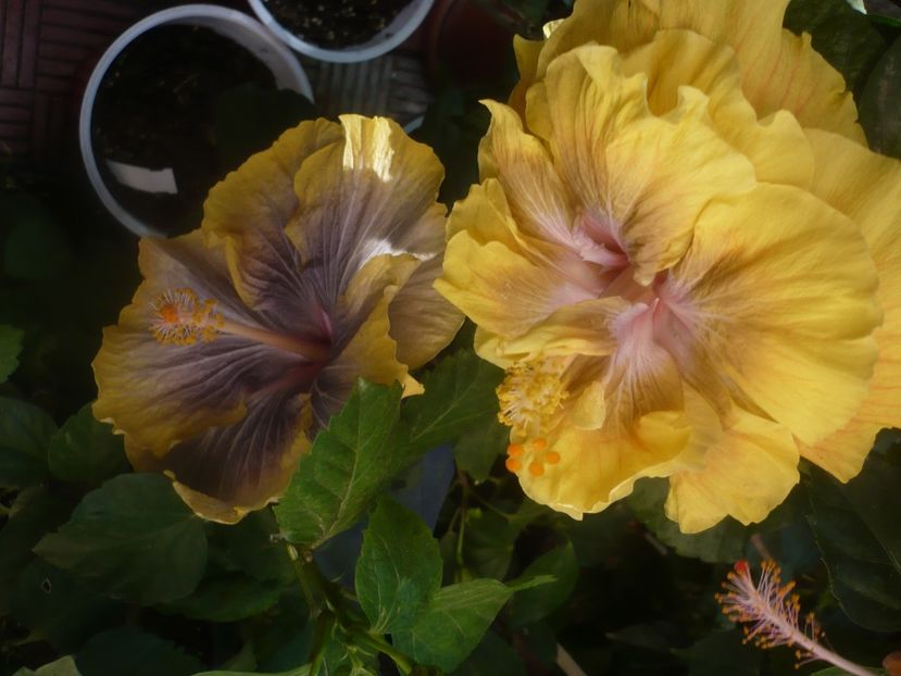 P1460410 - HIBISCUSI 2020-4