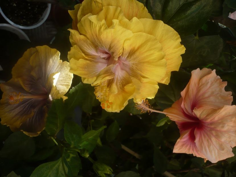 P1460411 - HIBISCUSI 2020-4