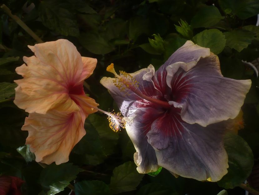 P1460414 - HIBISCUSI 2020-4