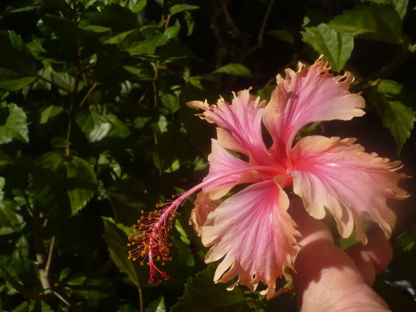 P1460389 - Hawaian salmon