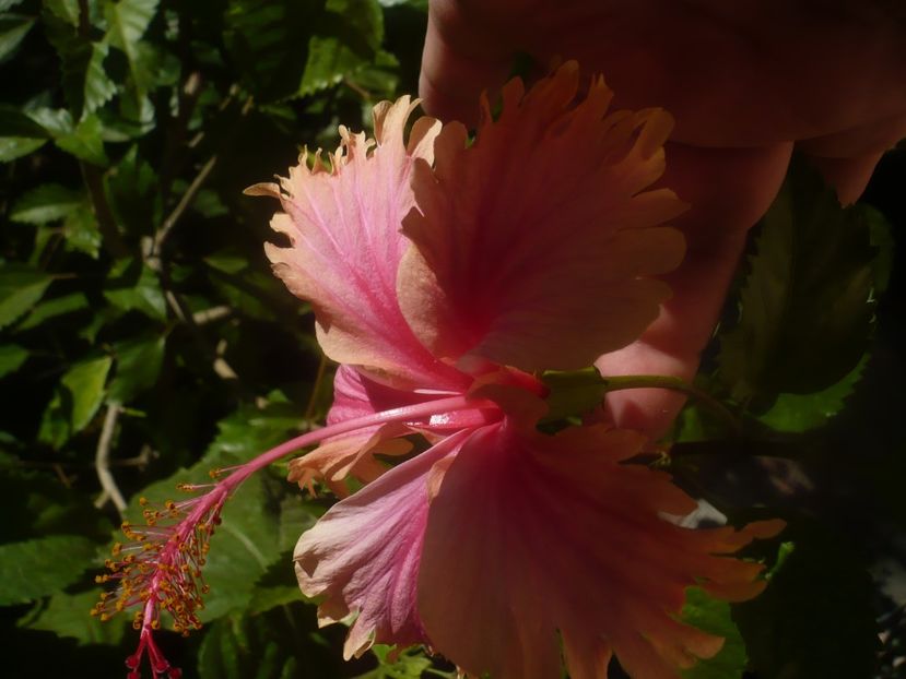 P1460390 - Hawaian salmon