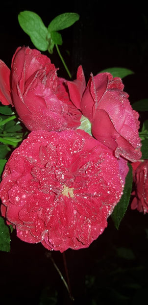 IMG-20200910-WA0077 - Florentina