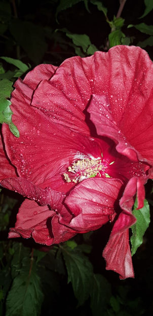 IMG-20200910-WA0083 - Hibiscus Summerific Cranberry Crush