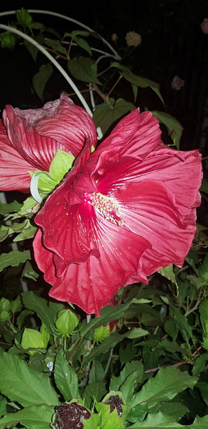 IMG-20200910-WA0023 - Hibiscus Summerific Cranberry Crush