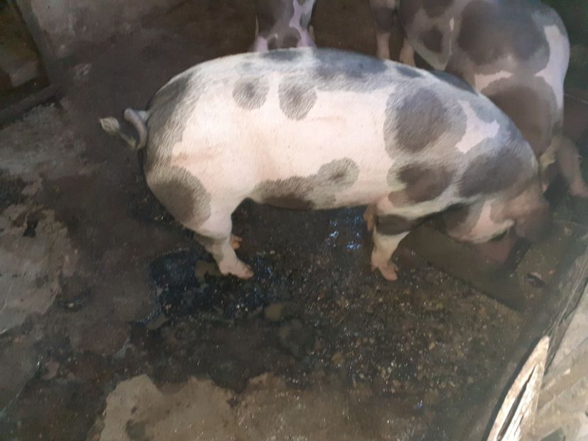 Dezvoltarea la cei fătați în 25 .04 - Scroafă fătata în 25 aprilie 2020 și în 05 octombrie 2020