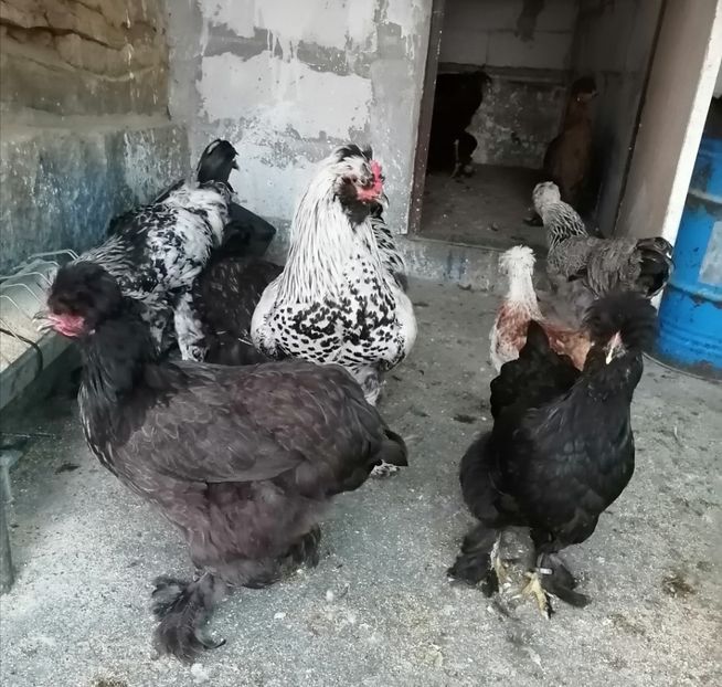  - Pui găină 2020