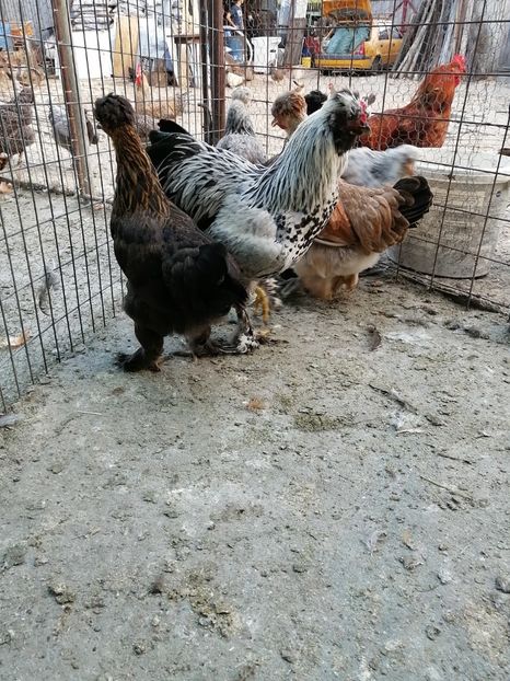  - Pui găină 2020