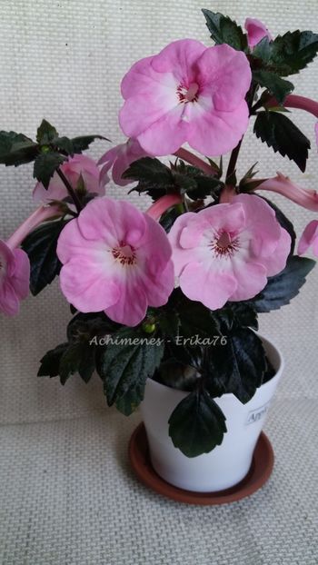 2020 - Apple Blossom