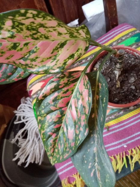  - Aglaonema- varietati