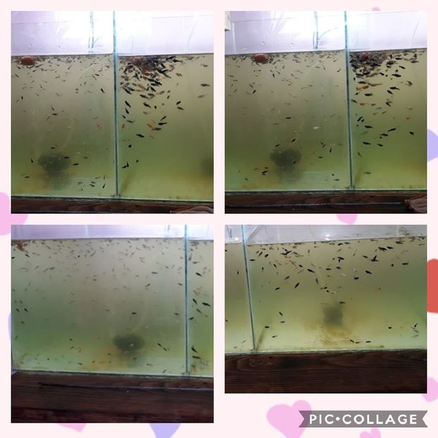  - 0 de vinzare PESTI ACVARIU GUPPY XIPHO ROSU molly negru gold silver ballon