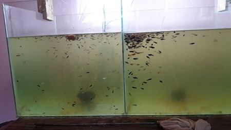  - 0 de vinzare PESTI ACVARIU GUPPY XIPHO ROSU molly negru gold silver ballon