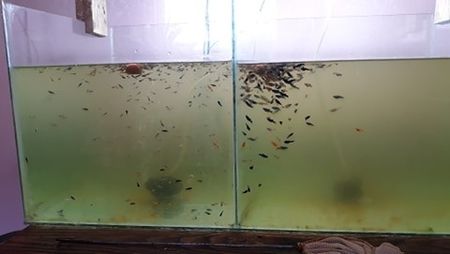  - 0 de vinzare PESTI ACVARIU GUPPY XIPHO ROSU molly negru gold silver ballon