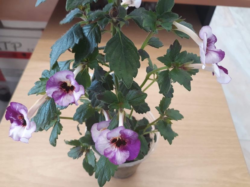  - 0001 2022 - Coup de Foudre