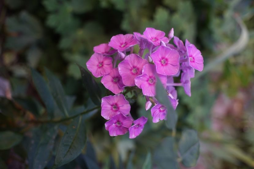  - Septembrie 2019- septembrie 2020