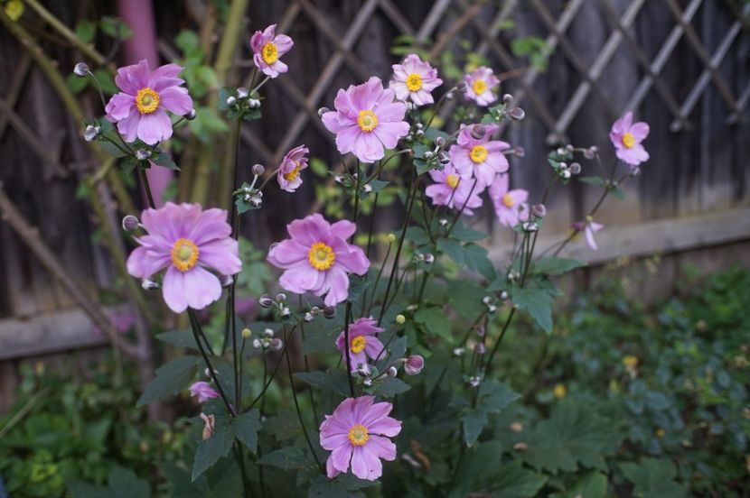  - Septembrie 2019- septembrie 2020