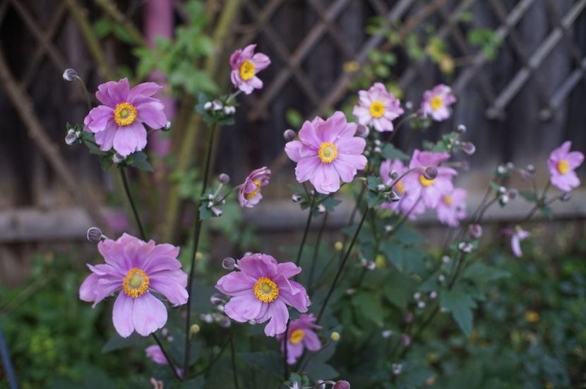  - Septembrie 2019- septembrie 2020