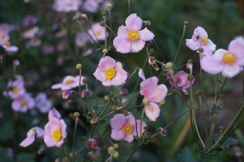  - Septembrie 2019- septembrie 2020