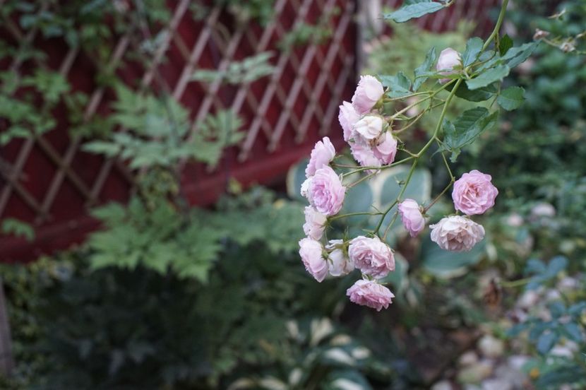  - Septembrie 2019- septembrie 2020