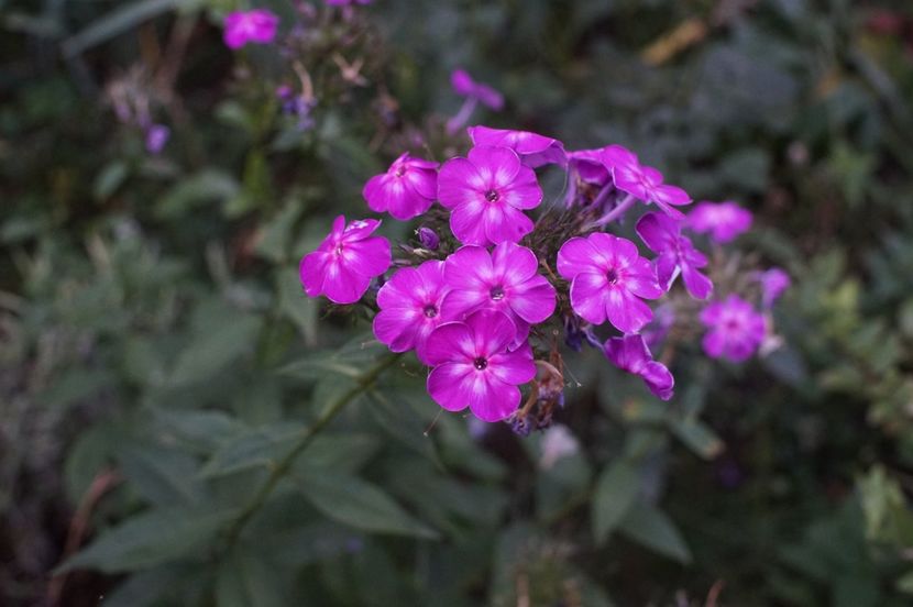  - Septembrie 2019- septembrie 2020