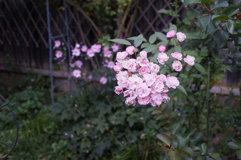  - Septembrie 2019- septembrie 2020