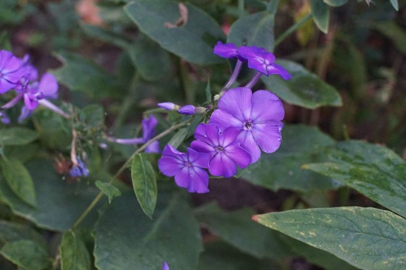  - Septembrie 2019- septembrie 2020