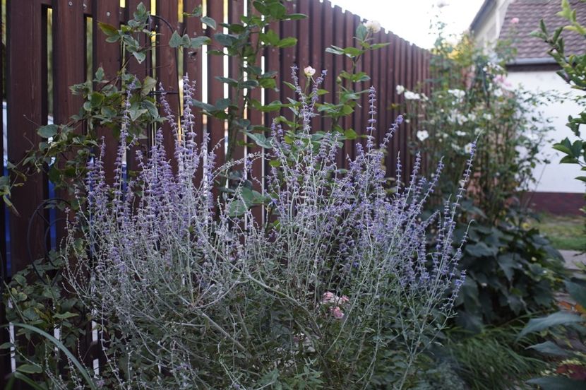  - Septembrie 2019- septembrie 2020