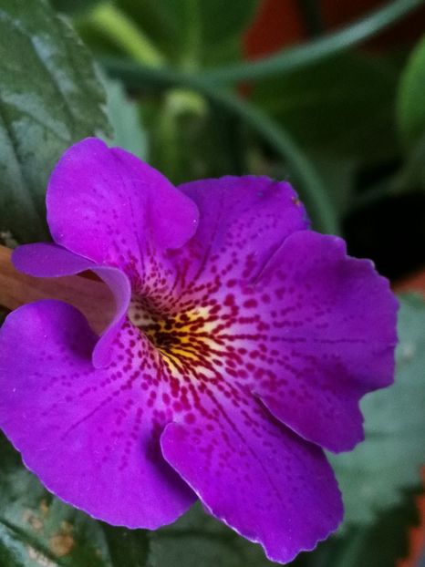 Orion - Achimenes 2020