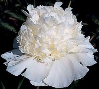 paeonia_princess_bride - Bujori de vanzare