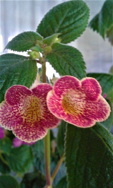  - colectia mea de achimenes 001 2020