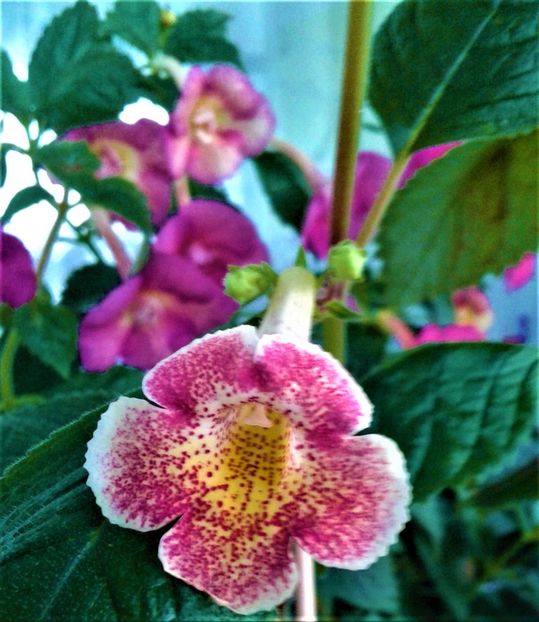  - colectia mea de achimenes 001 2020